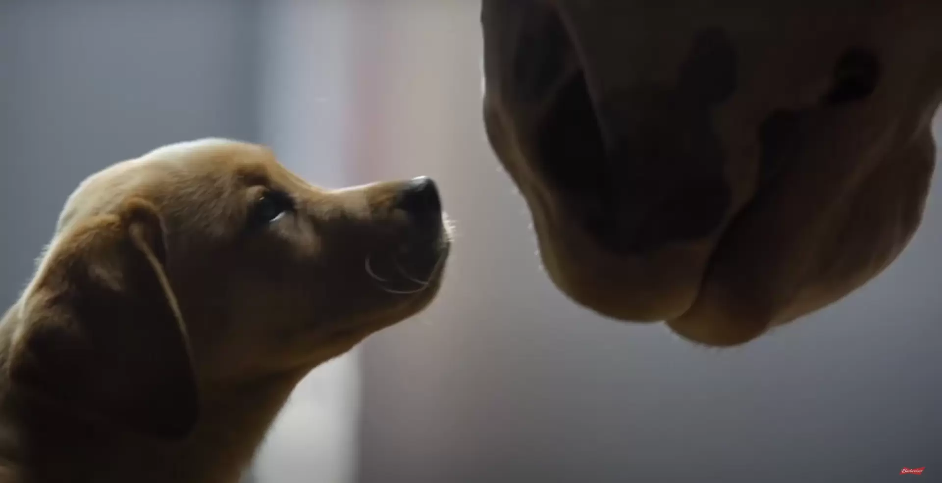 cute animals in budweiser advertising campaign